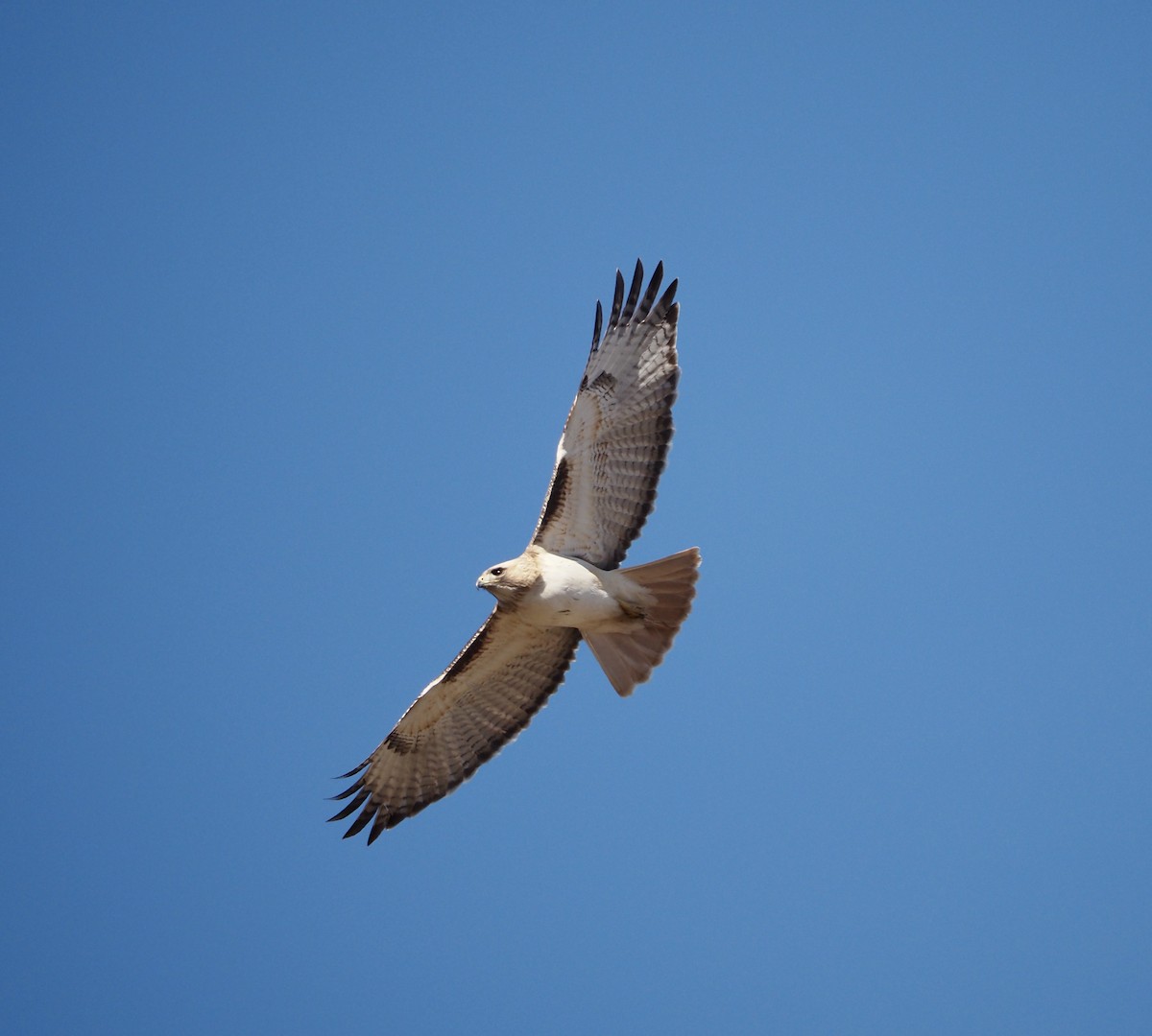 Red-tailed Hawk - Bob Nieman
