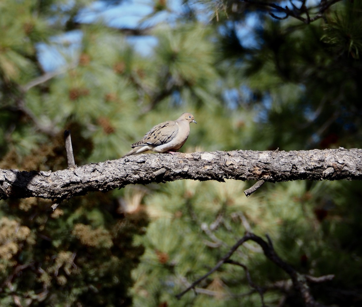 Mourning Dove - Bob Nieman