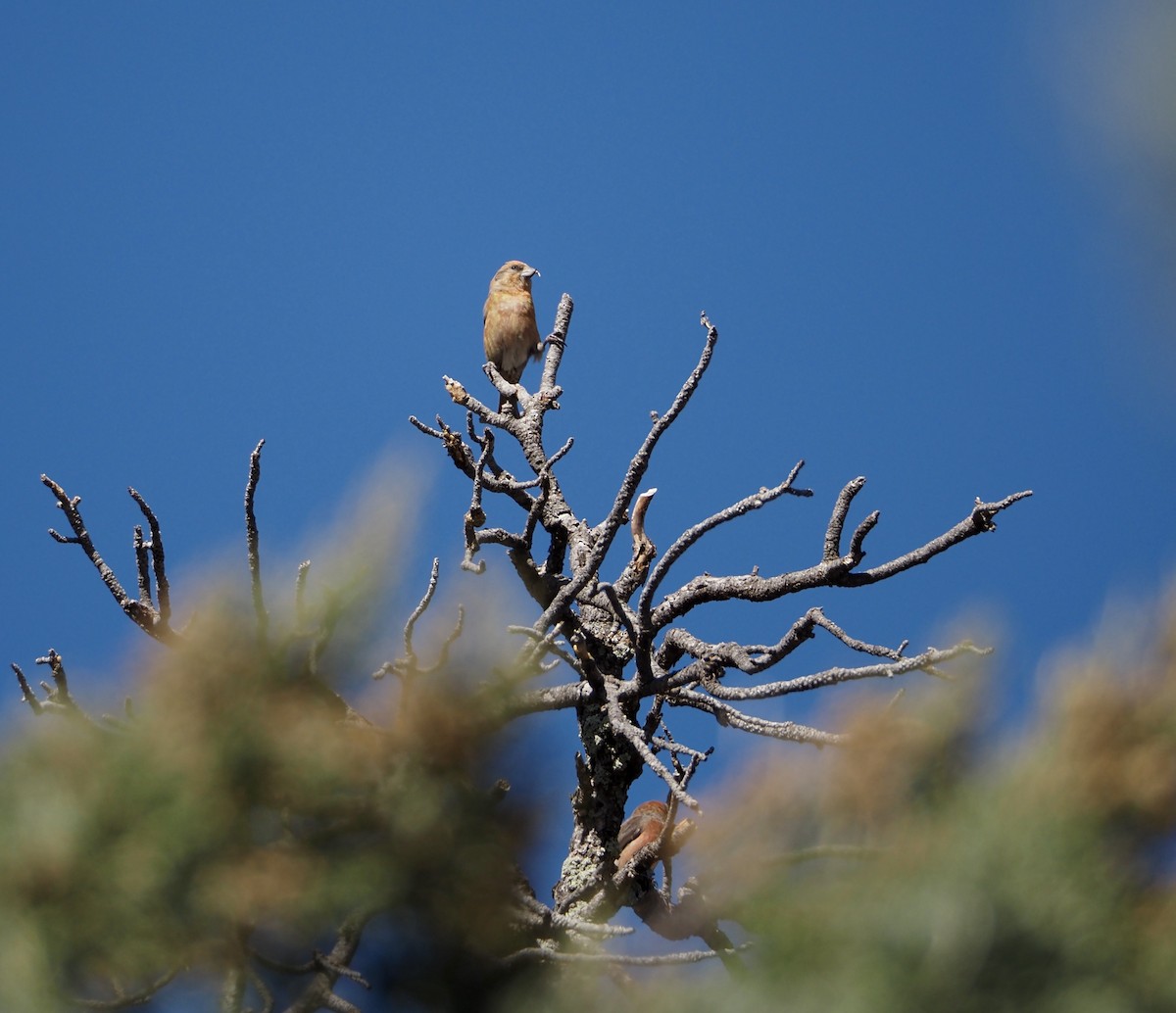 Red Crossbill (Ponderosa Pine or type 2) - Bob Nieman