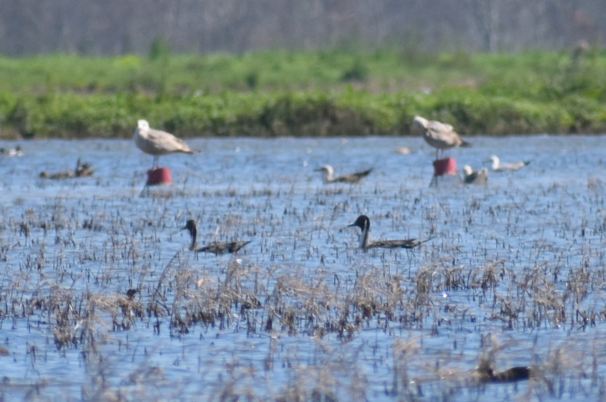 Northern Pintail - ML615233941