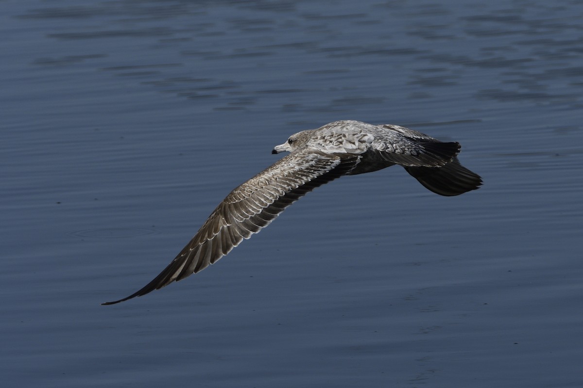 California Gull - ML615233974