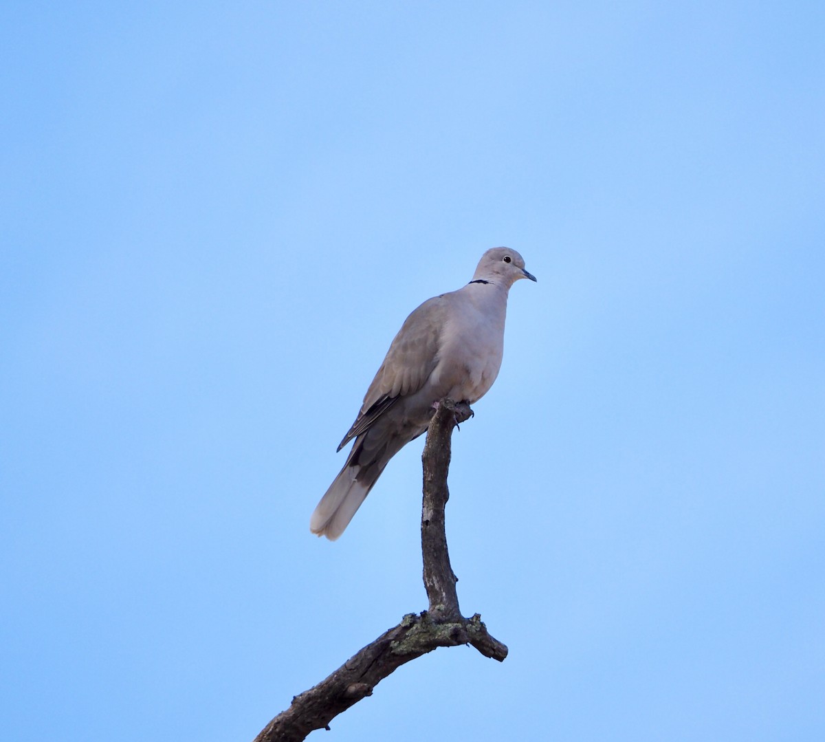 Eurasian Collared-Dove - Bob Nieman