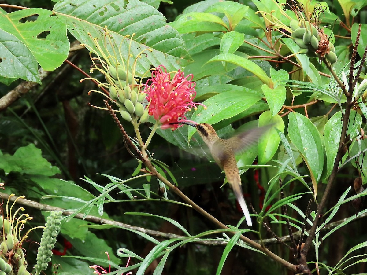 Чешуегорлый колибри-отшельник - ML615233977