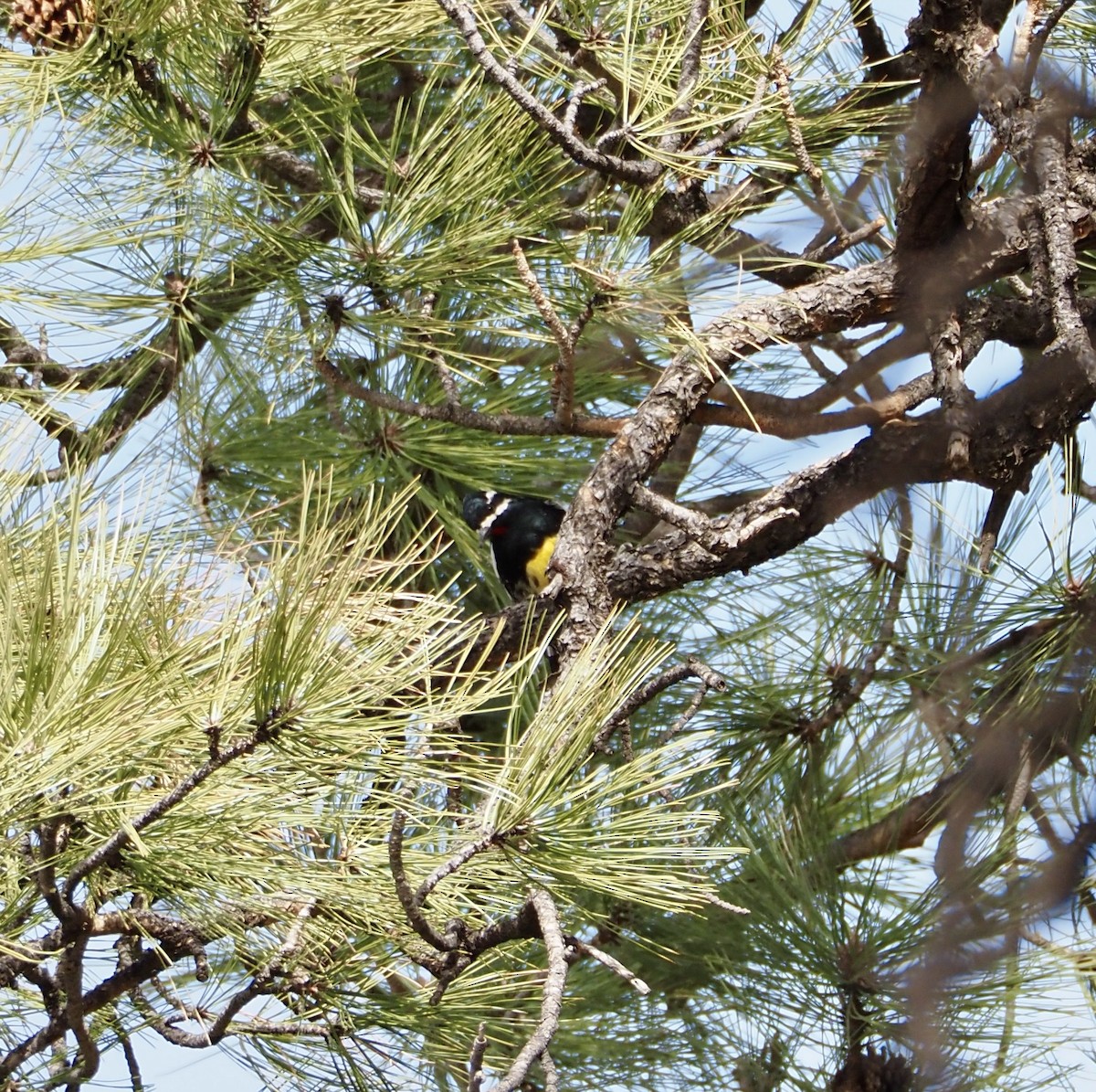 Williamson's Sapsucker - Bob Nieman