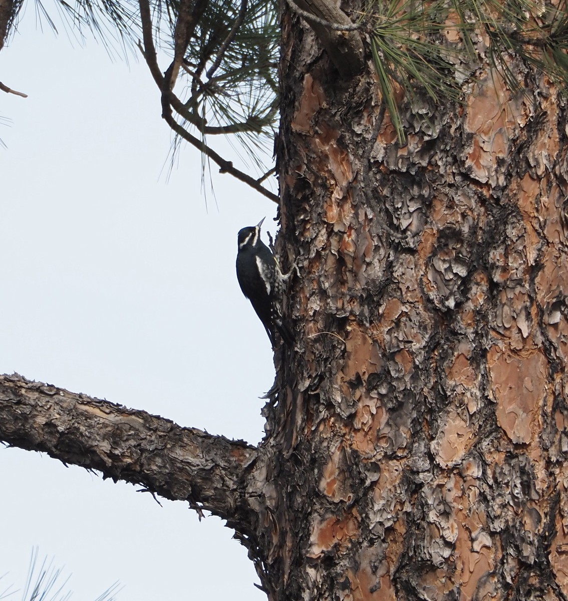 Williamson's Sapsucker - Bob Nieman