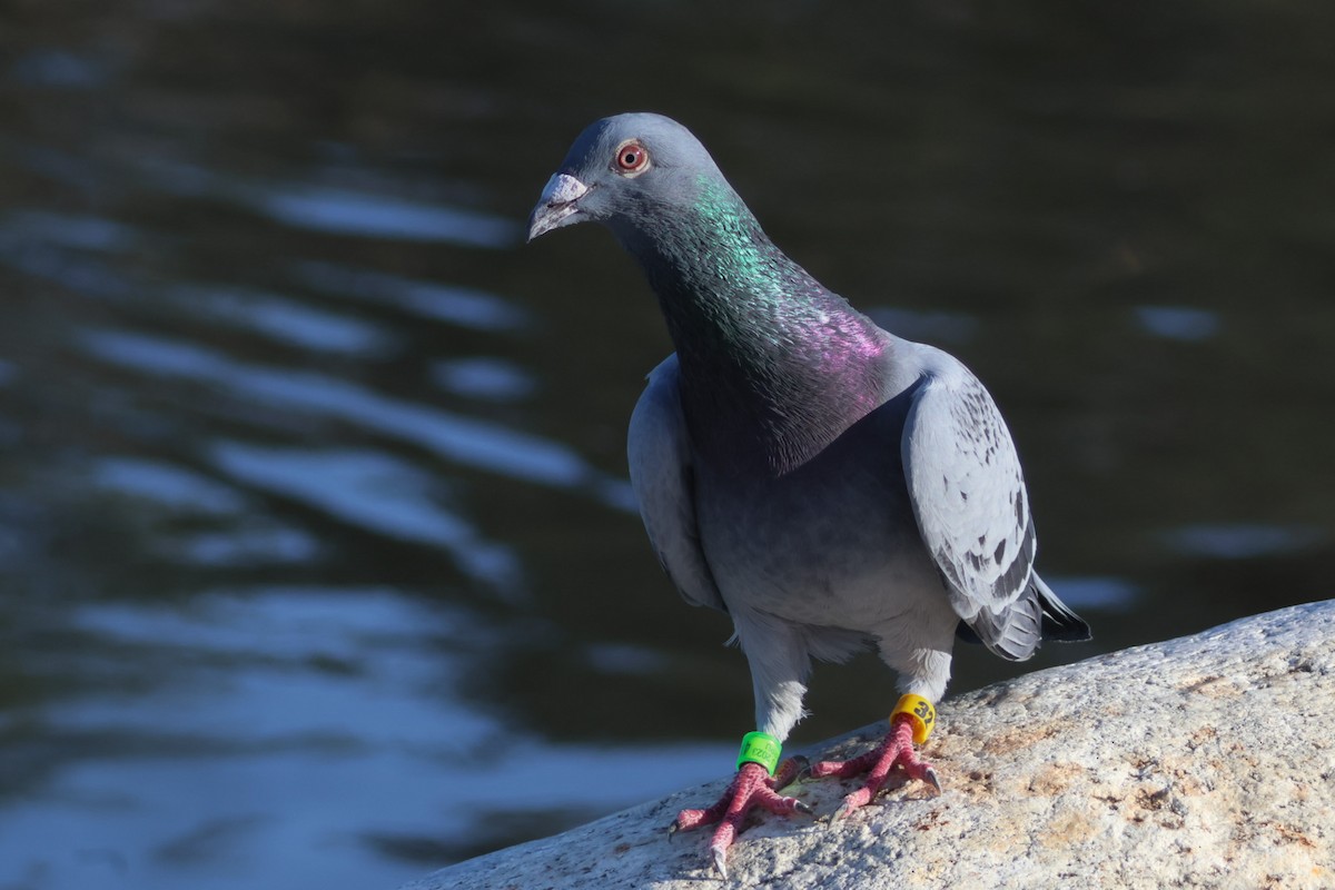 Rock Pigeon (Feral Pigeon) - ML615234009