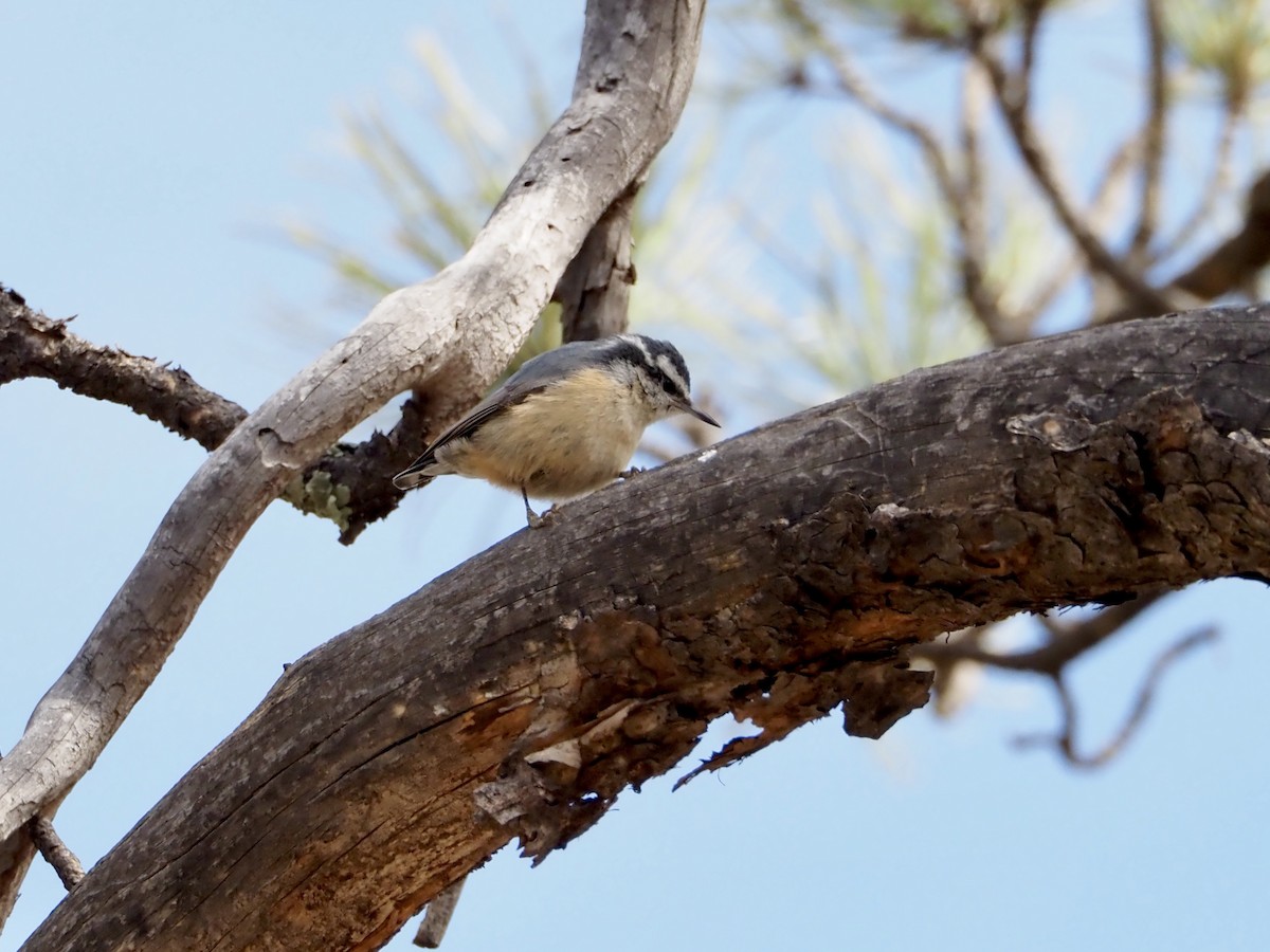 Red-breasted Nuthatch - Bob Nieman