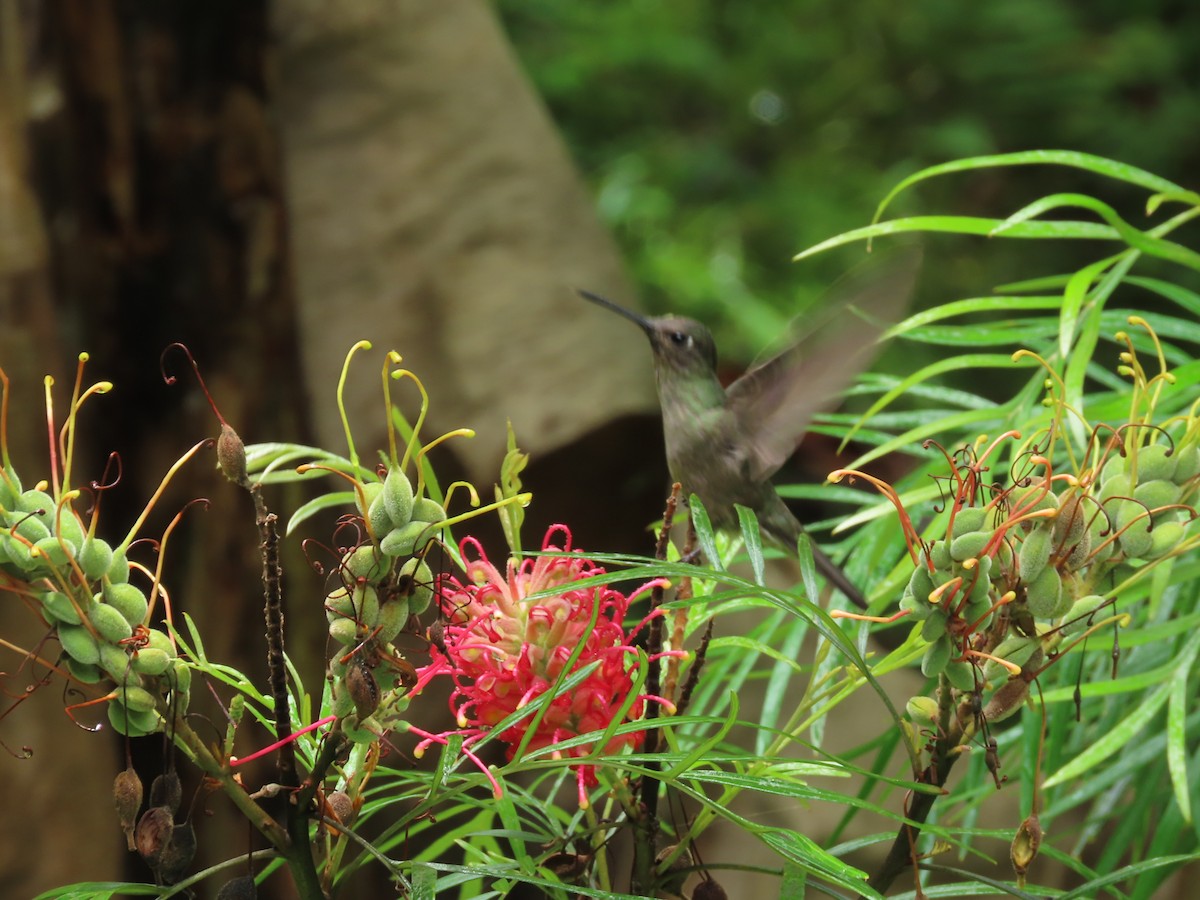 Colibrí Apagado - ML615234016