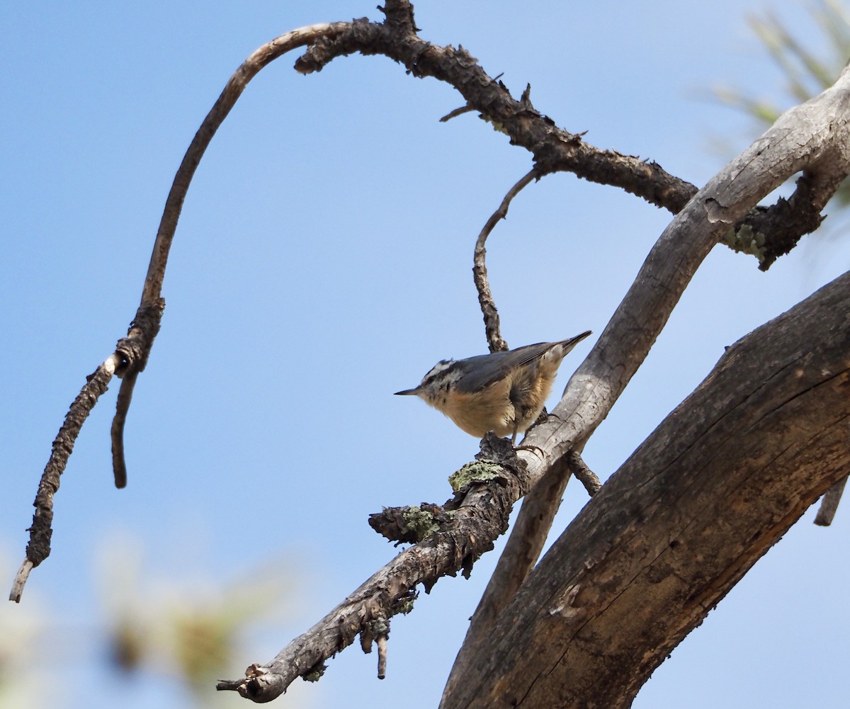 Red-breasted Nuthatch - Bob Nieman