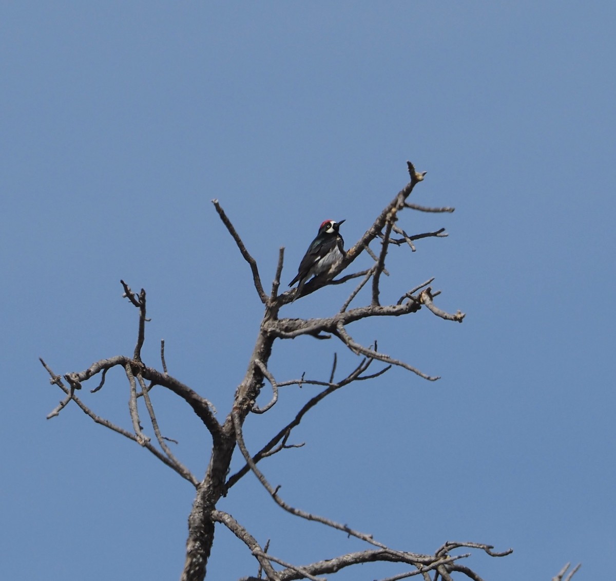 Acorn Woodpecker - Bob Nieman