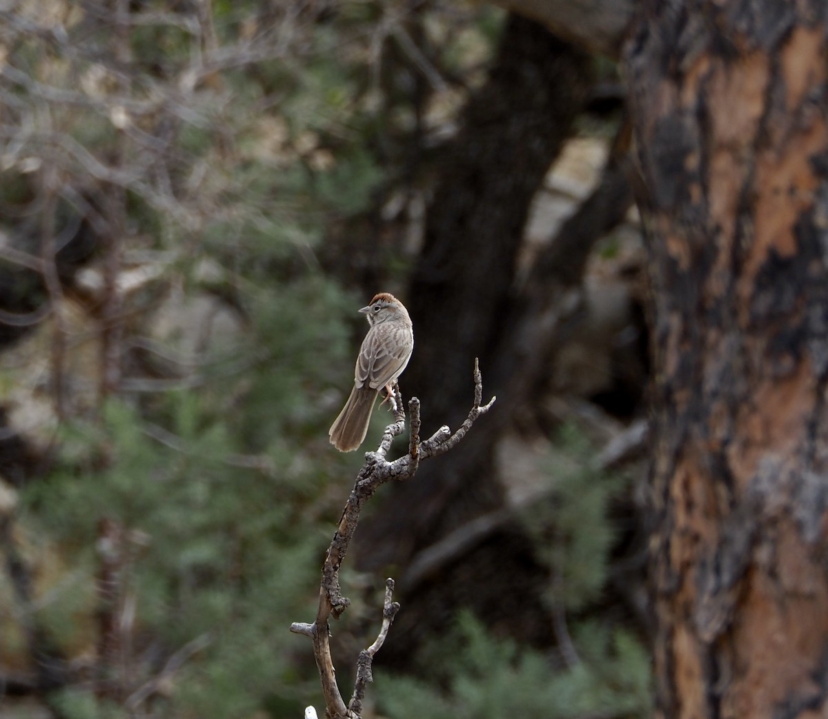 Rufous-crowned Sparrow - ML615234037