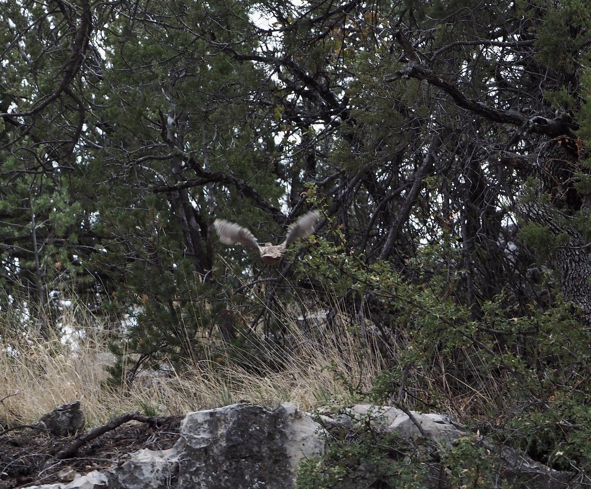 Montezuma Quail - Bob Nieman