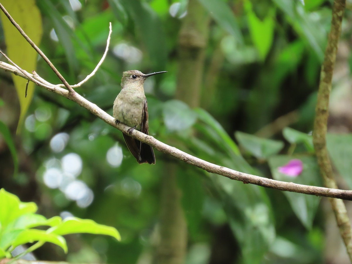 Colibri vert et gris - ML615234067