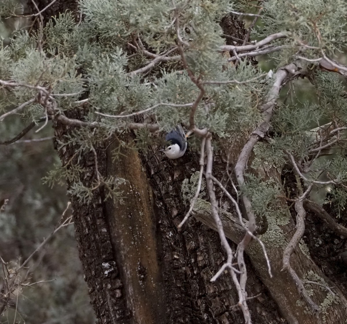 White-breasted Nuthatch (Interior West) - ML615234074