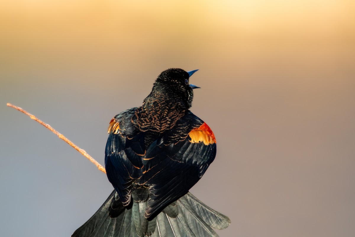 Red-winged Blackbird - ML615234131