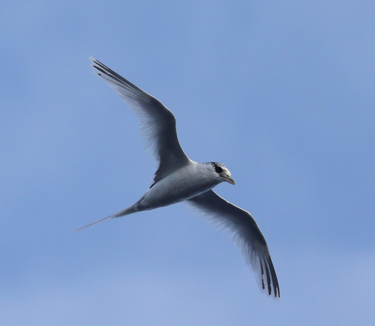 White-tailed Tropicbird (Pacific) - Steven Edwards