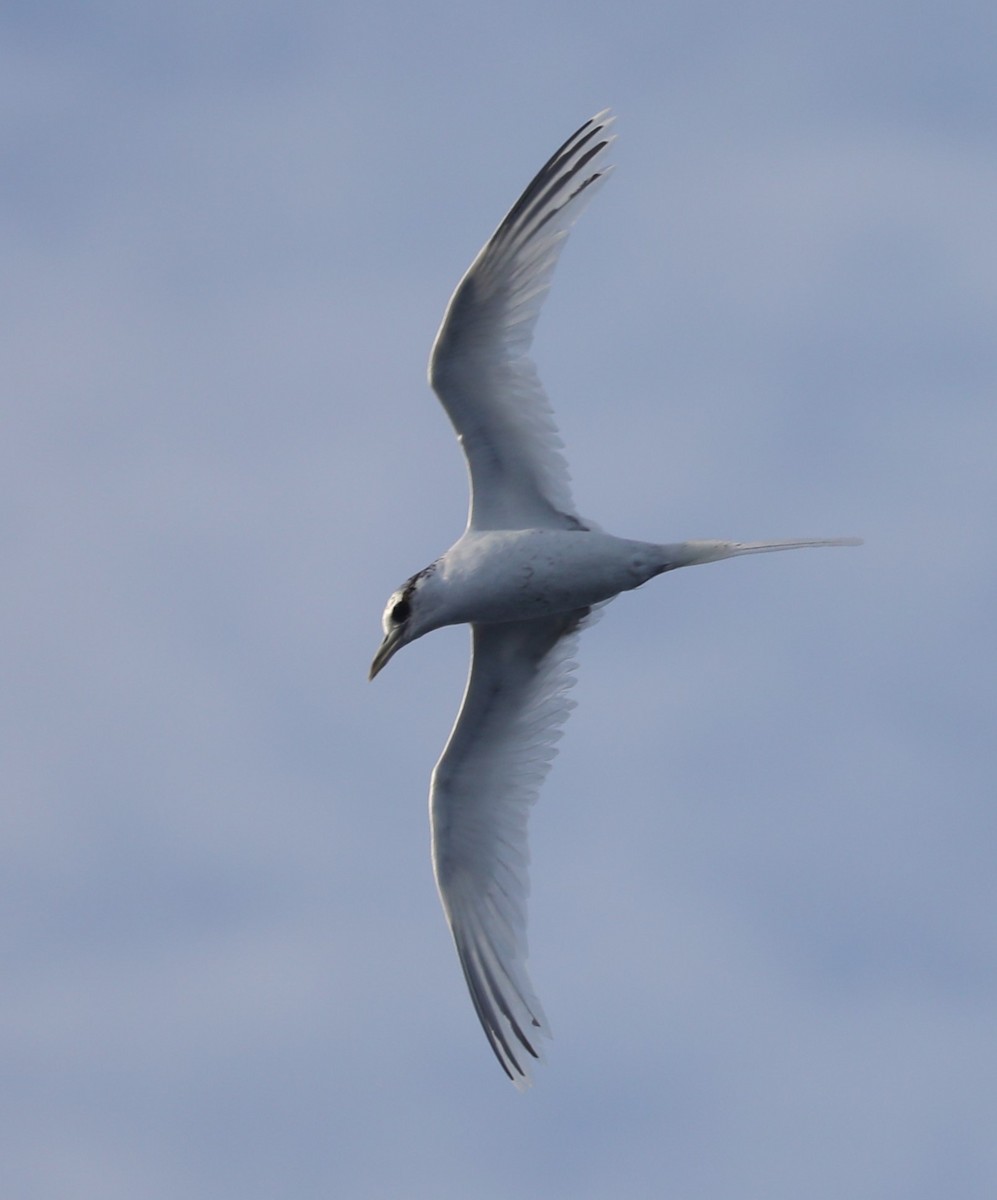White-tailed Tropicbird (Pacific) - Steven Edwards