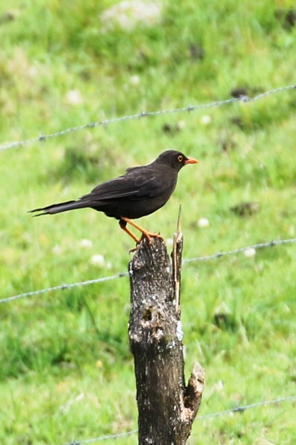 Great Thrush - ML615234275