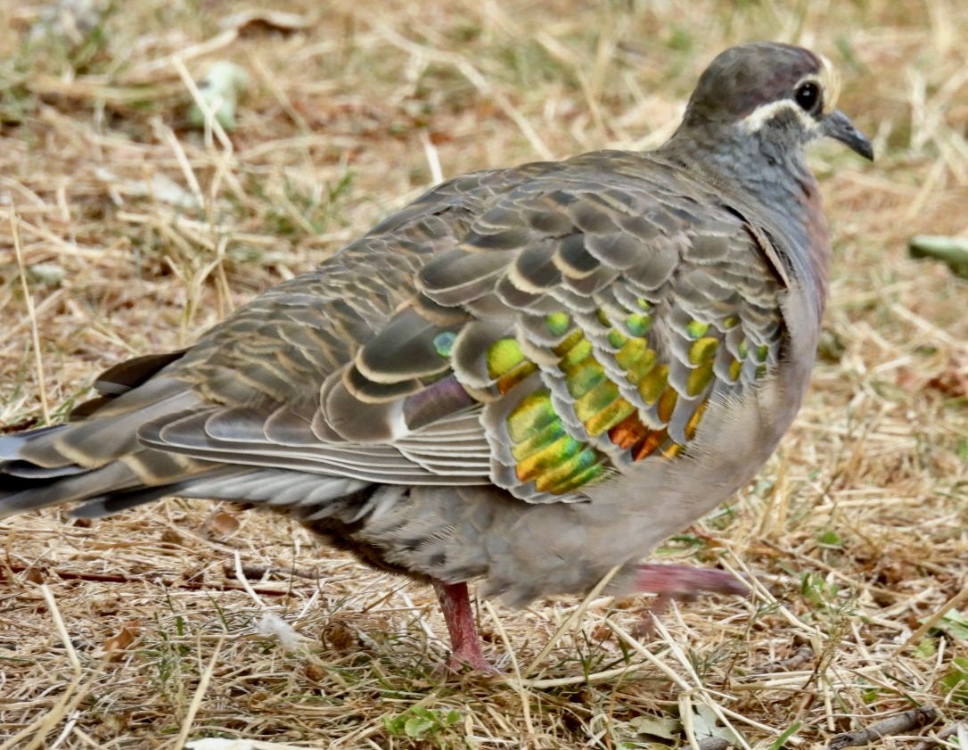 Common Bronzewing - ML615234319