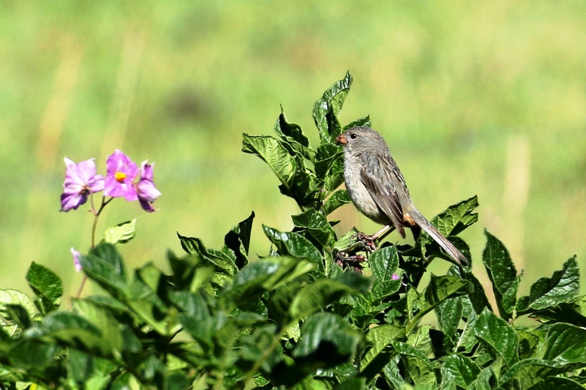 Plain-colored Seedeater - ML615234351