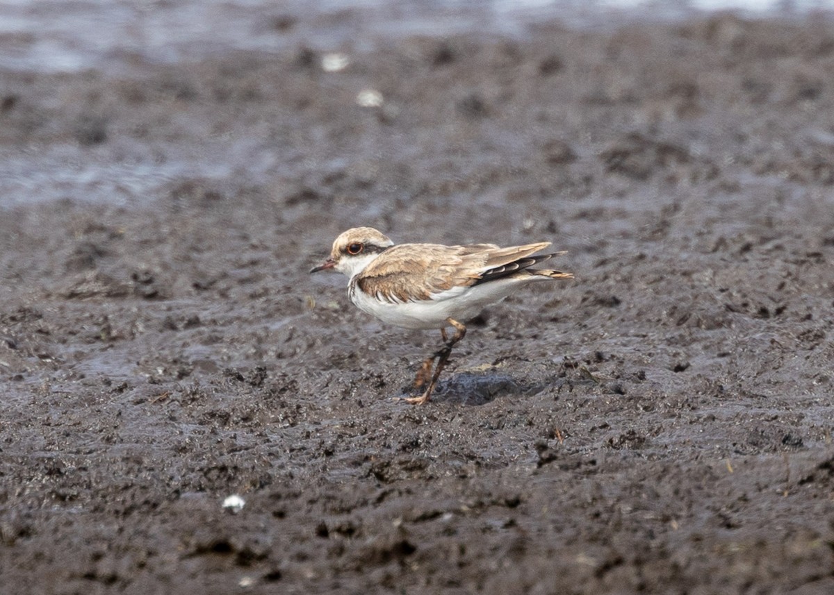 Black-fronted Dotterel - ML615234356