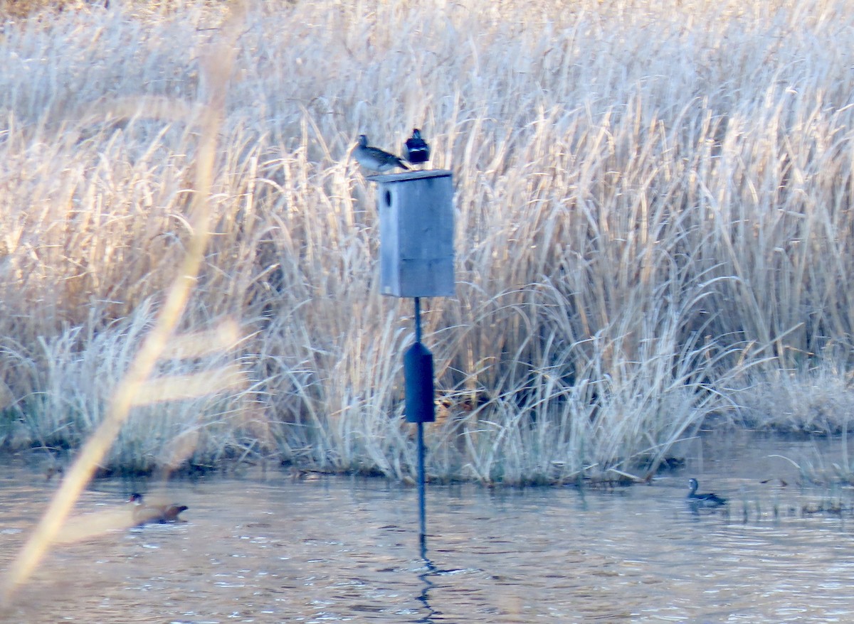 Wood Duck - ML615234421