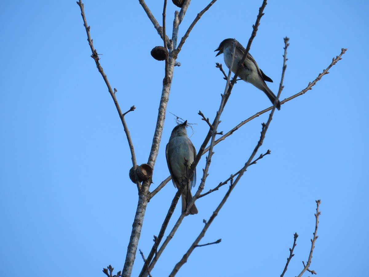 Eastern Phoebe - ML615234428