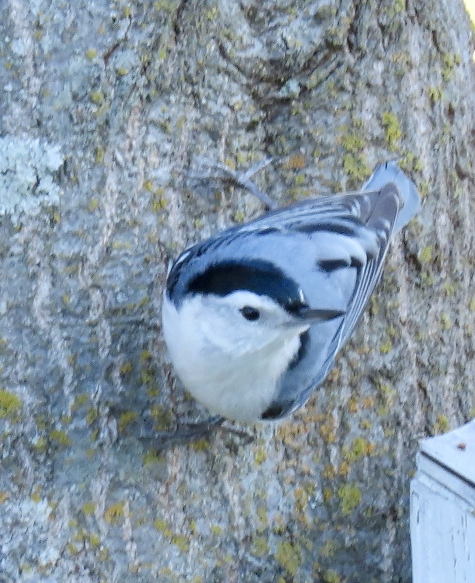 White-breasted Nuthatch - Janie Henderson