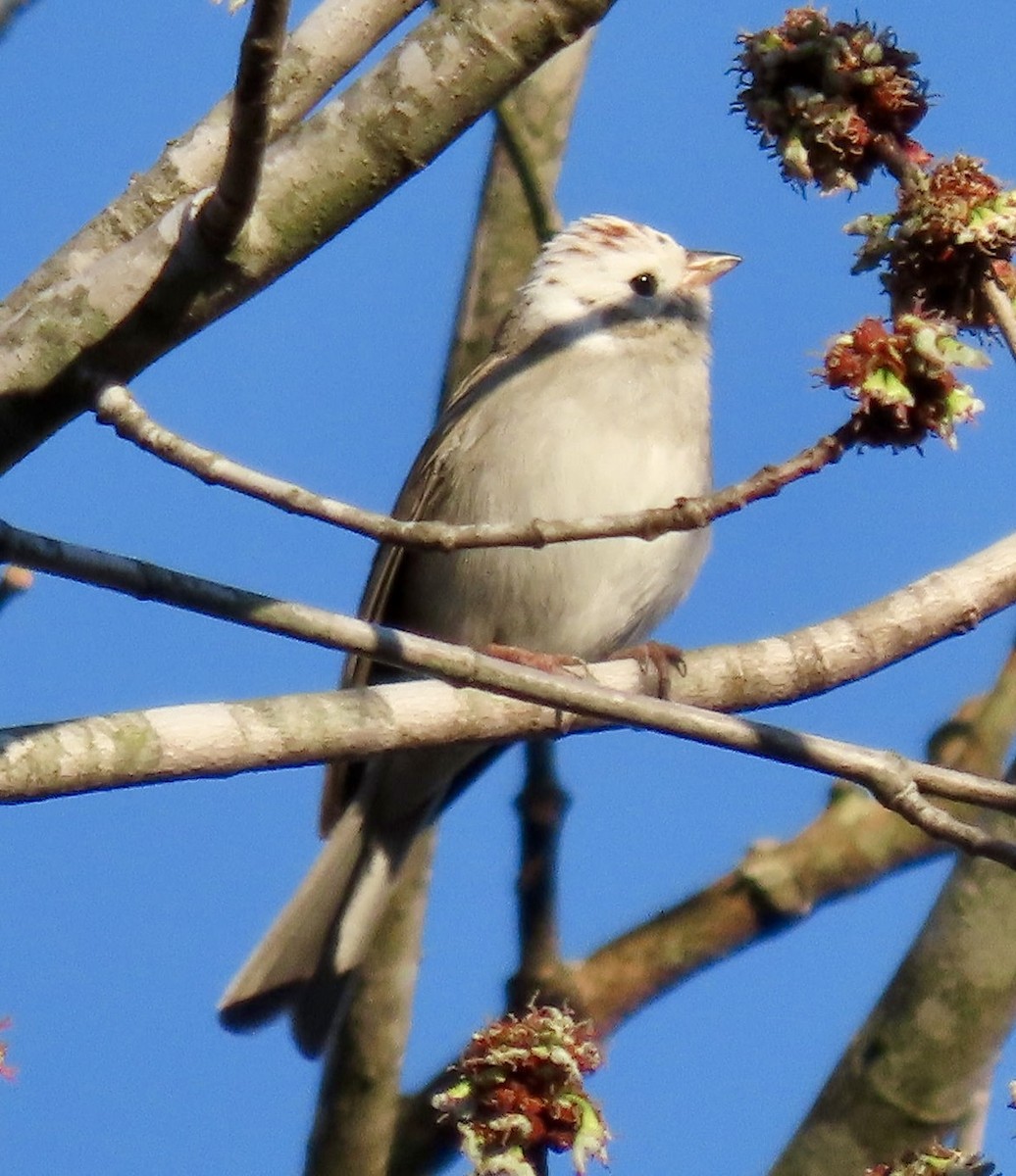 Chipping Sparrow - Janie Henderson