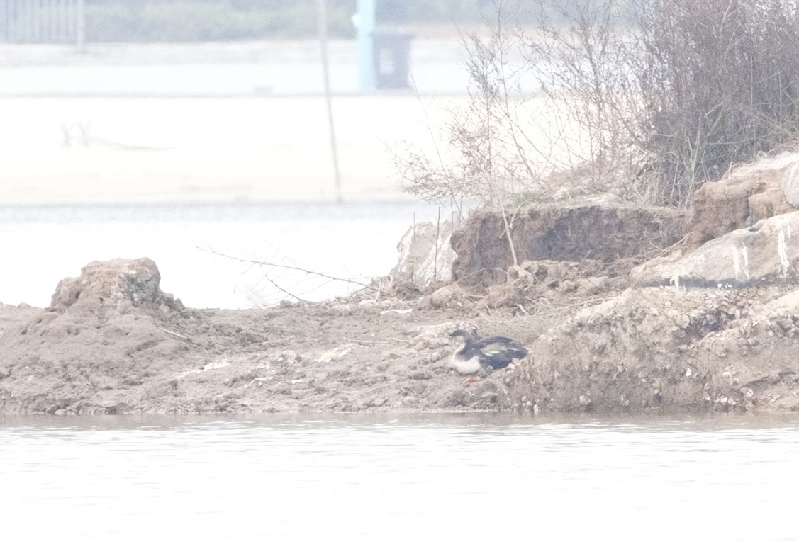 Arctic Loon - ML615234469