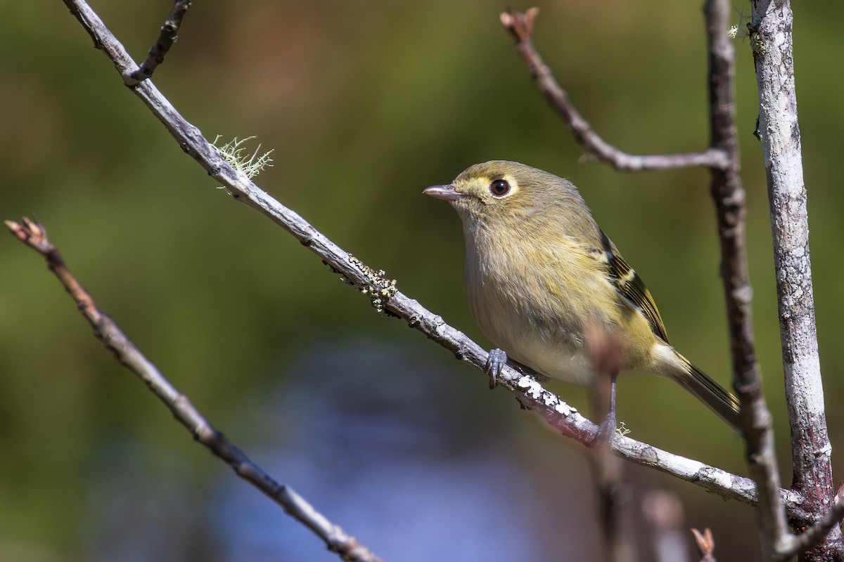 Hutton's Vireo - ML615234493