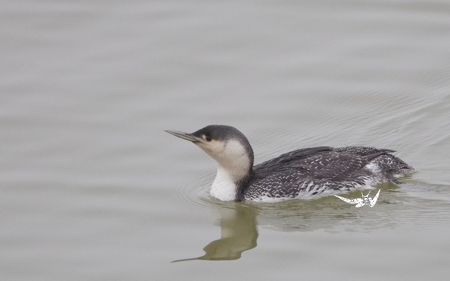 Red-throated Loon - ML615234515