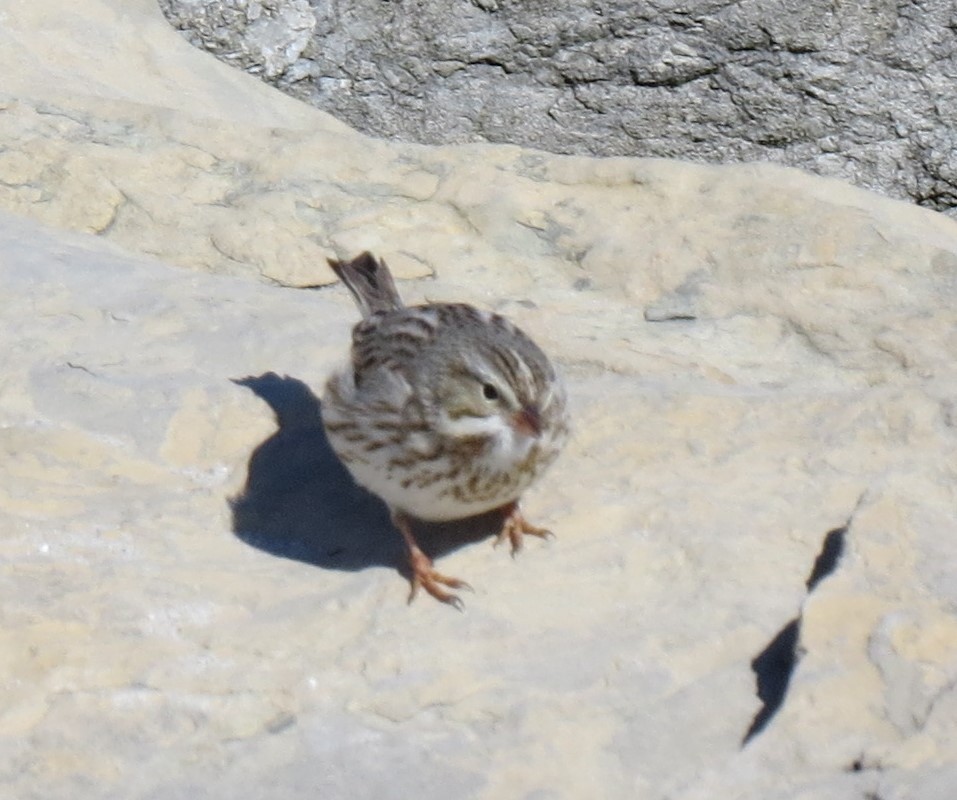 Savannah Sparrow (Ipswich) - ML615234521