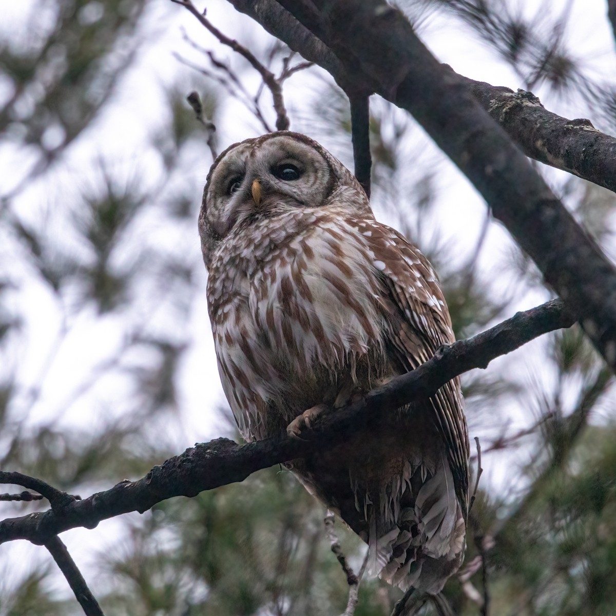 Barred Owl - ML615234534