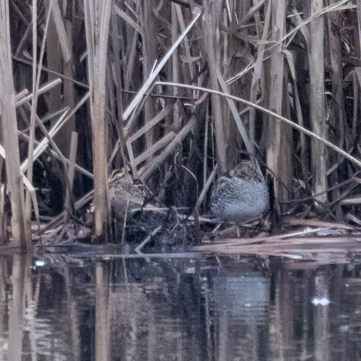 Wilson's Snipe - ML615234544