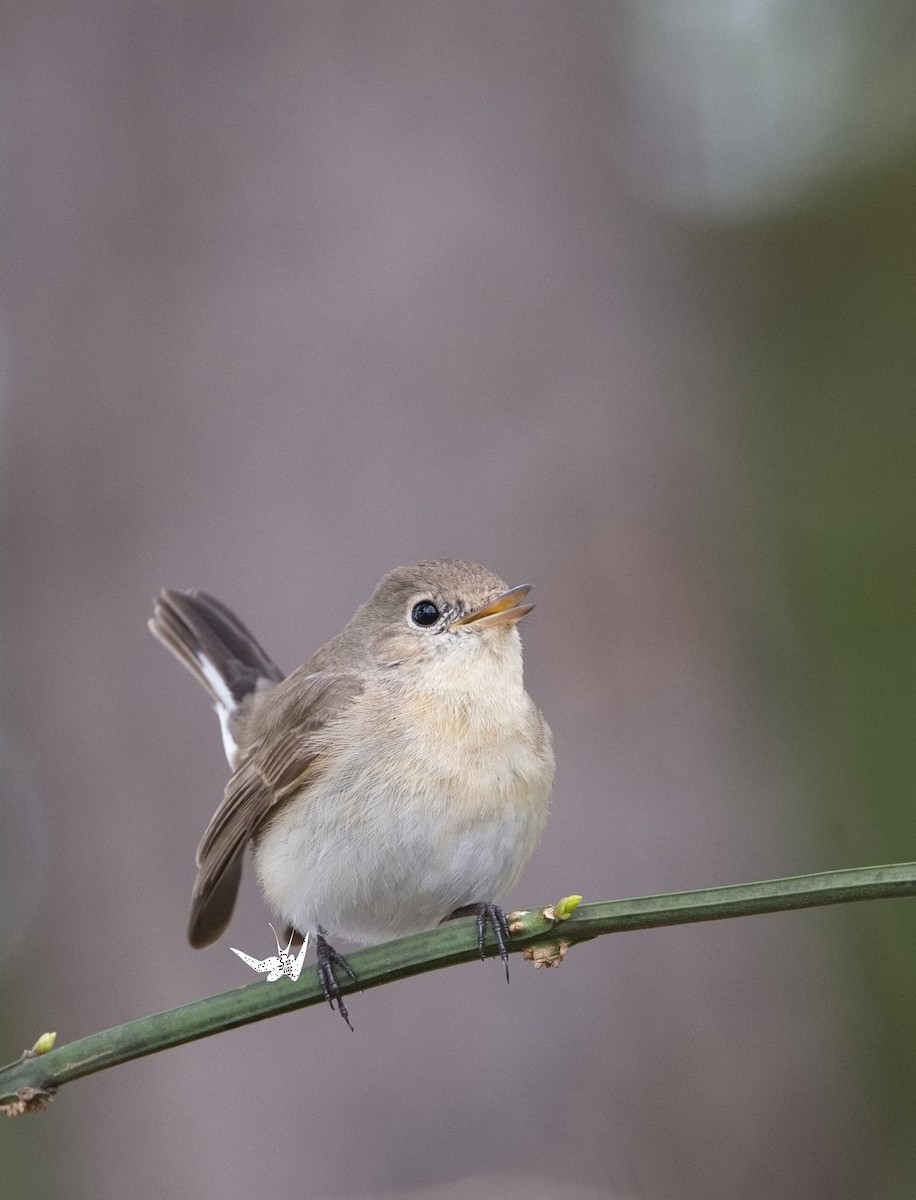 Red-breasted Flycatcher - ML615234545