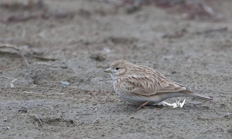 Turkestan Short-toed Lark - ML615234589