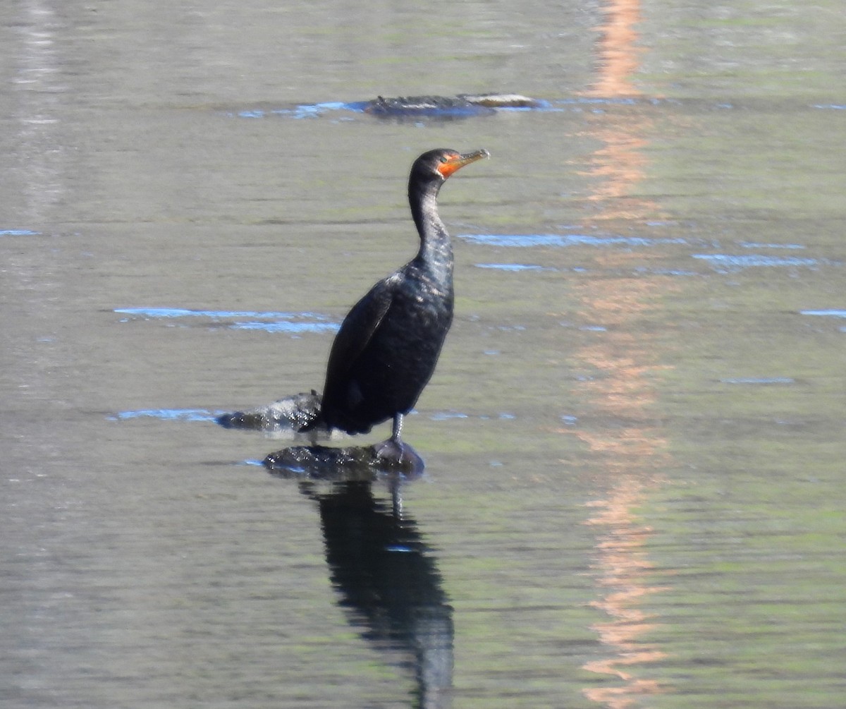 Double-crested Cormorant - ML615234610