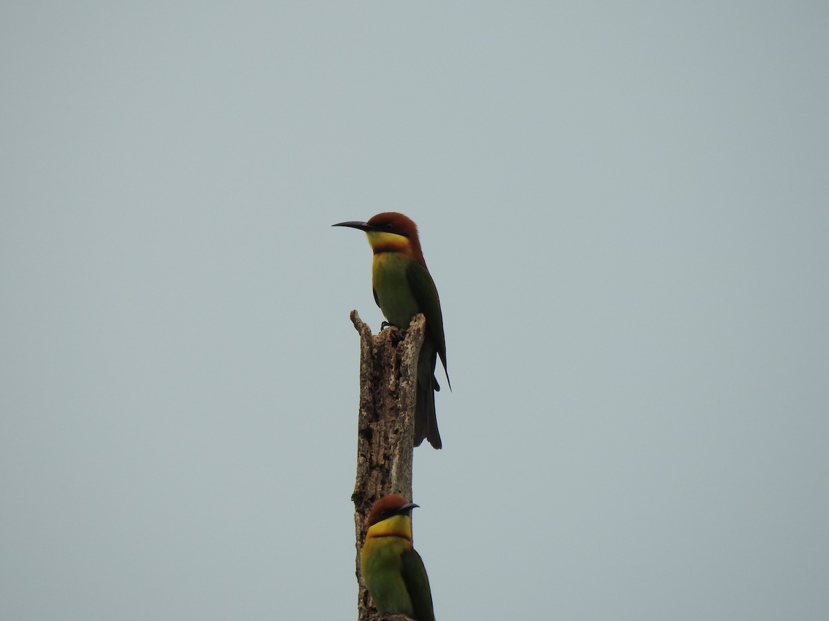 Chestnut-headed Bee-eater - Jacques Bélanger