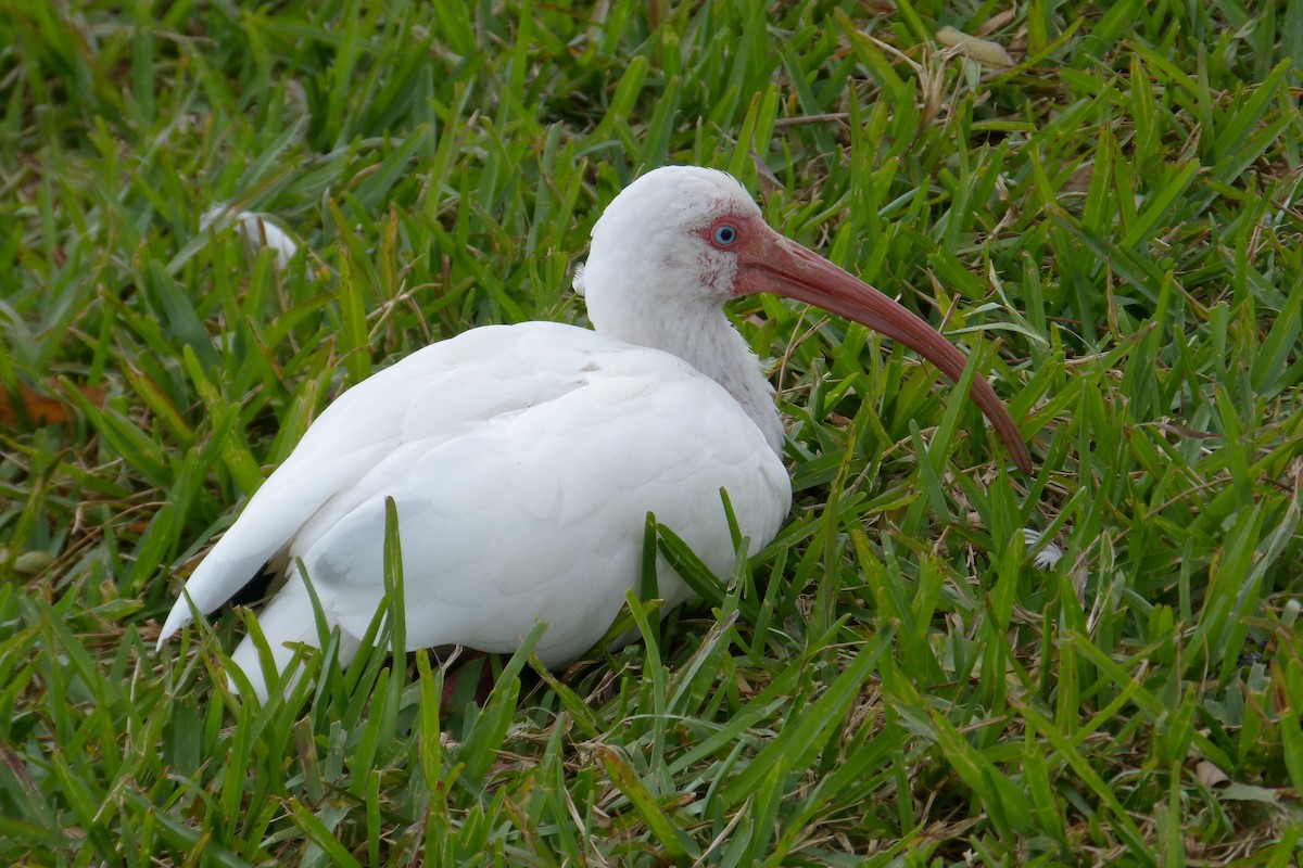 ibis bílý - ML615234624