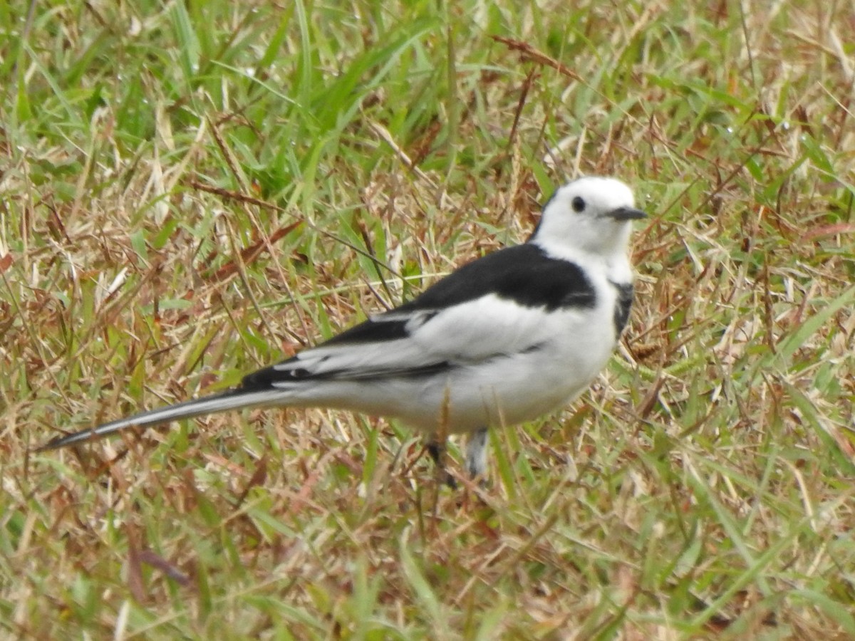 White Wagtail - ML615234641