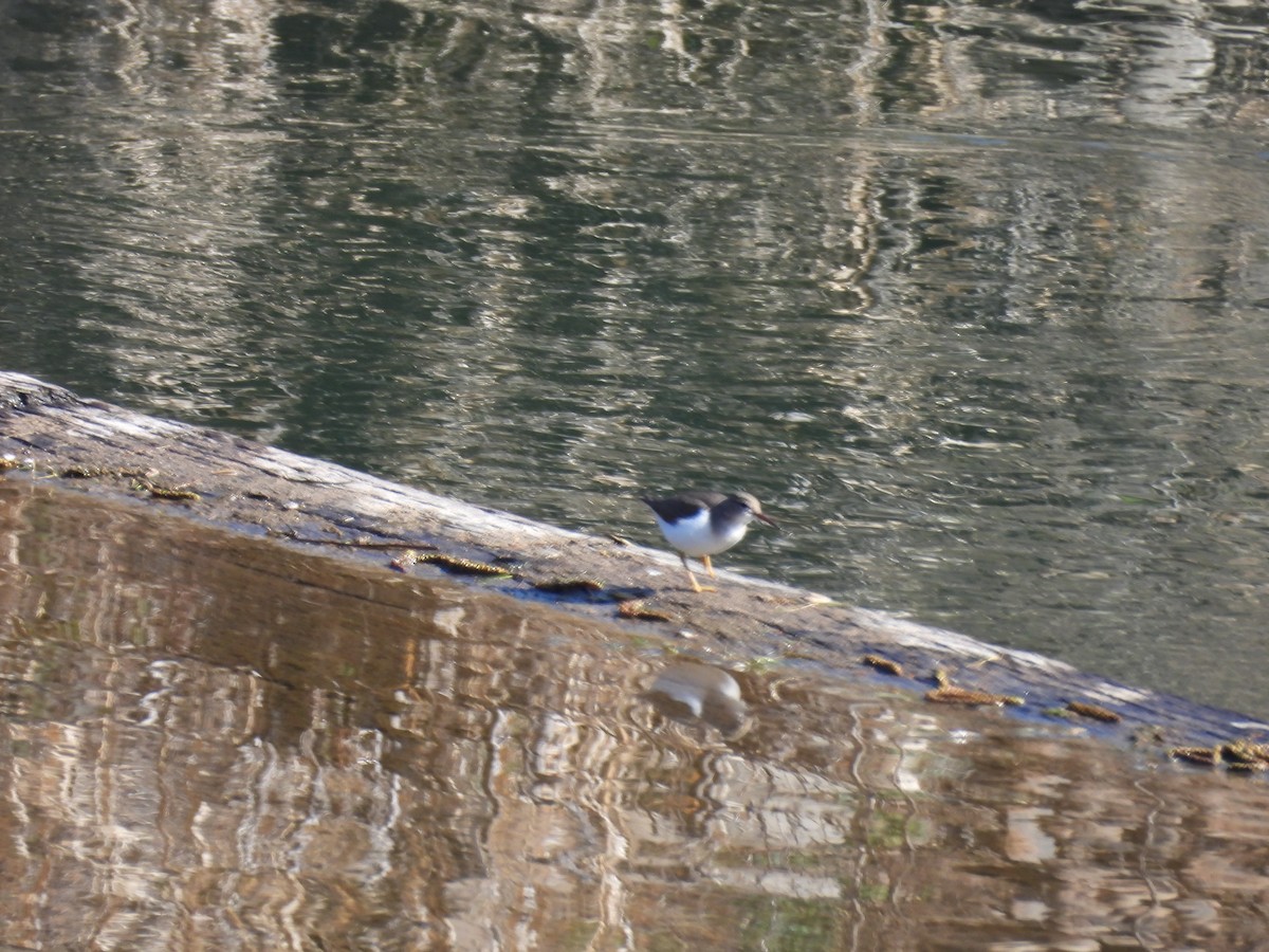 Spotted Sandpiper - ML615234643