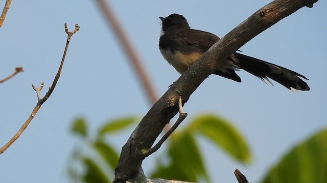 Ошейниковая веерохвостка - ML615234706