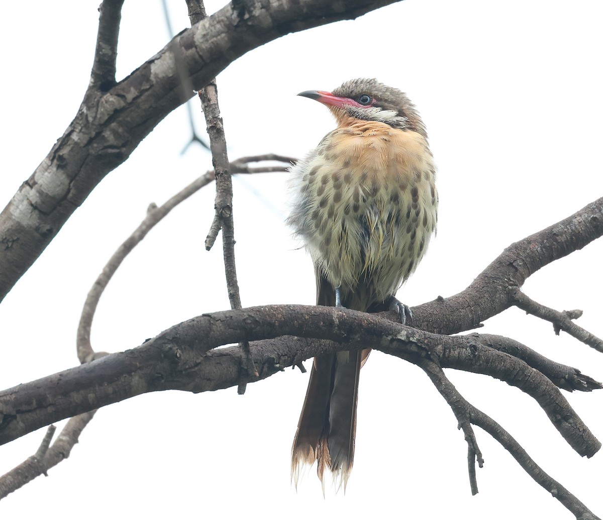 Spiny-cheeked Honeyeater - ML615234766