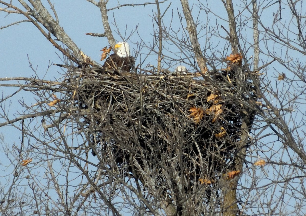 Bald Eagle - ML615234836