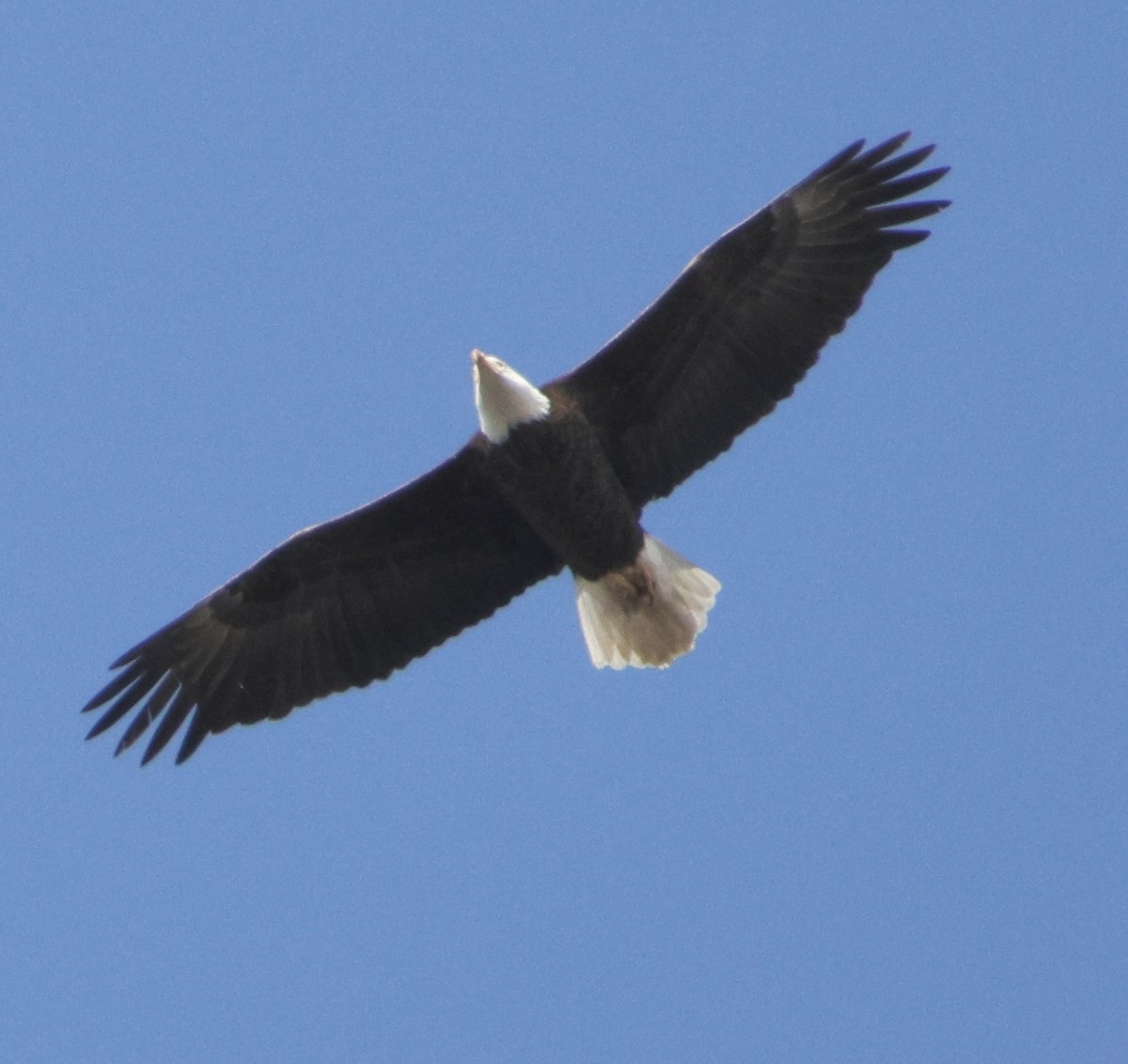 Bald Eagle - ML615234838