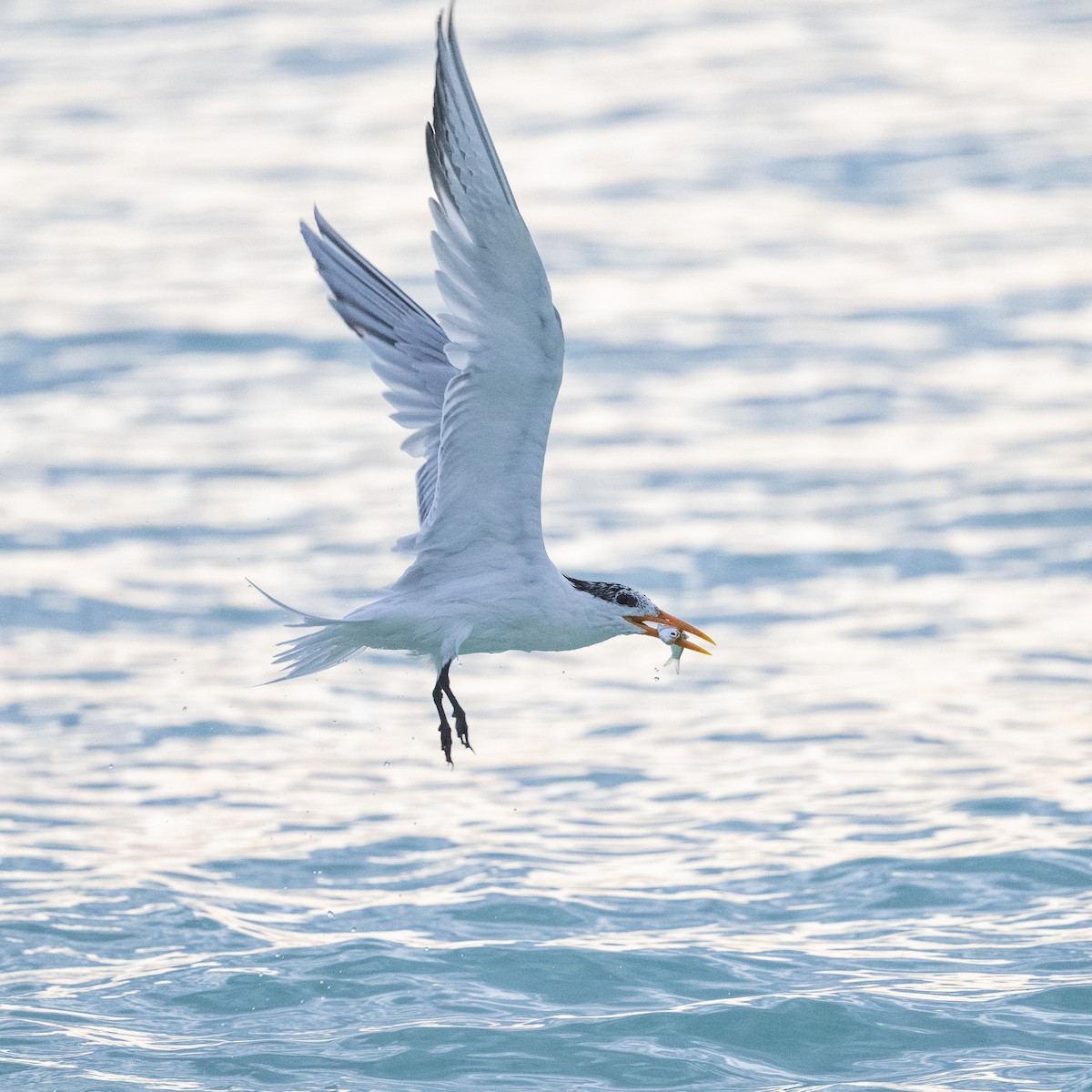 Royal Tern - ML615234851