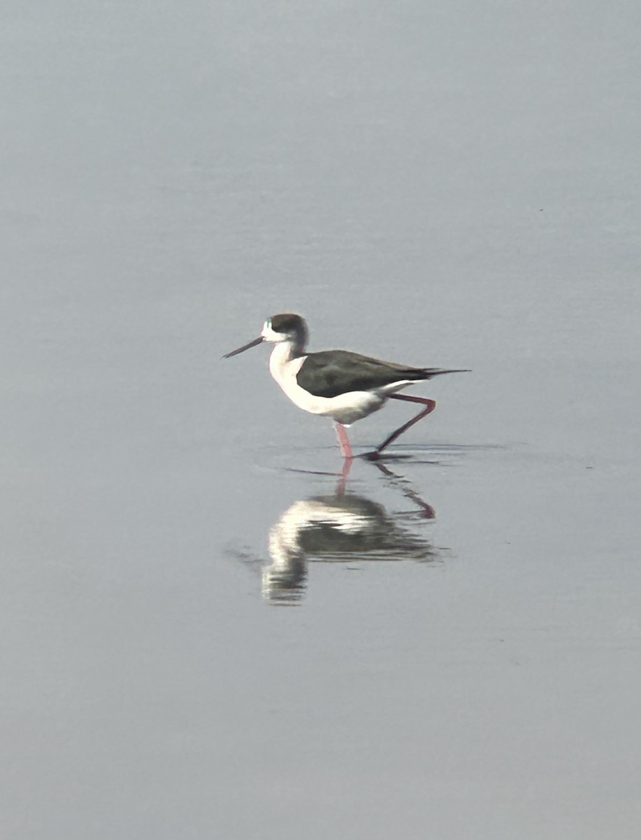 Black-winged Stilt - ML615234860