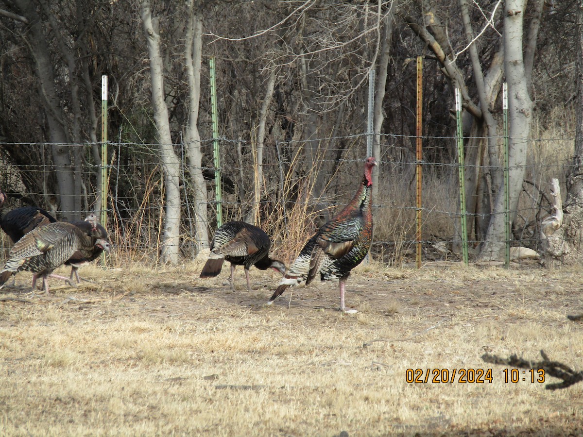 Wild Turkey - Thomas Czubek