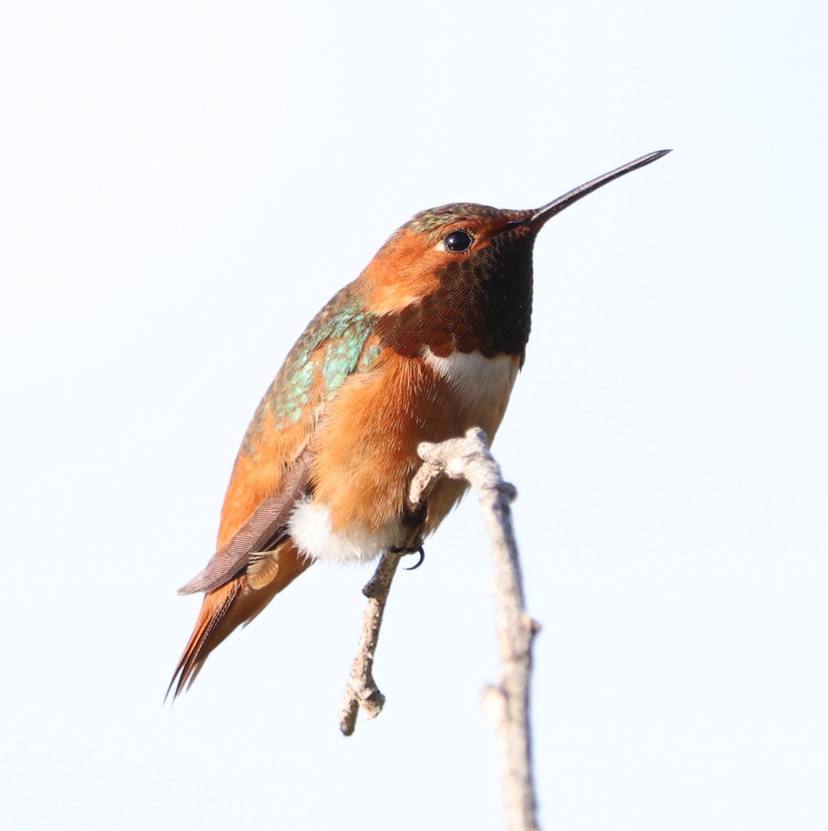 Allen's Hummingbird - Diane Etchison